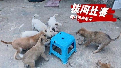 小狗崽视频,小狗崽视频集锦