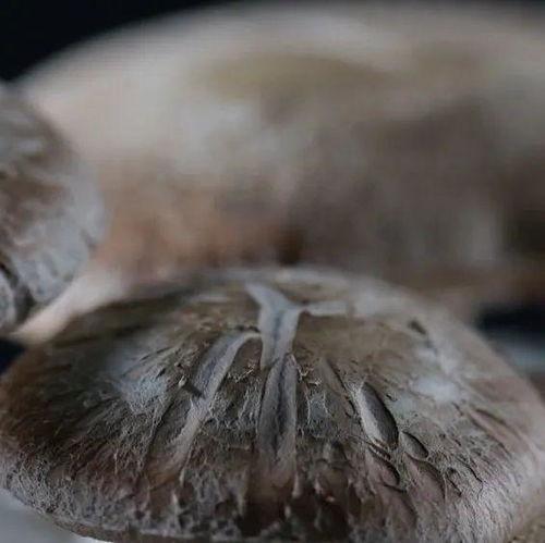 香菇视频,探寻美味背后的种植奥秘