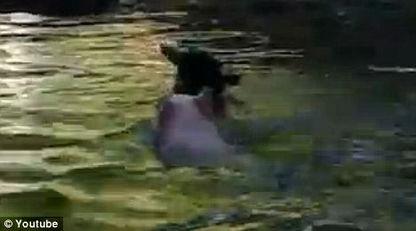 救救山羊视频,视频记录山羊脱险瞬间