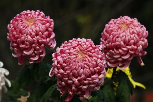 爆菊花视频在线看,揭秘网络爆菊花视频的趣味世界