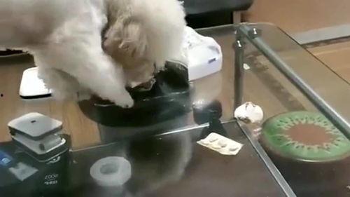 狗的视频表演视频,狗狗视频表演集锦