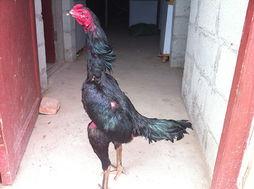 大黑人鸡大巴在线视频