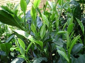 蓝莓怎么剪枝视频,蓝莓高效剪枝技巧解析